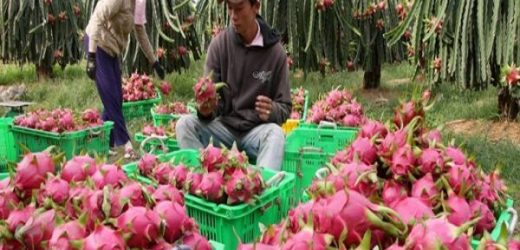 Trái cây sỉ
