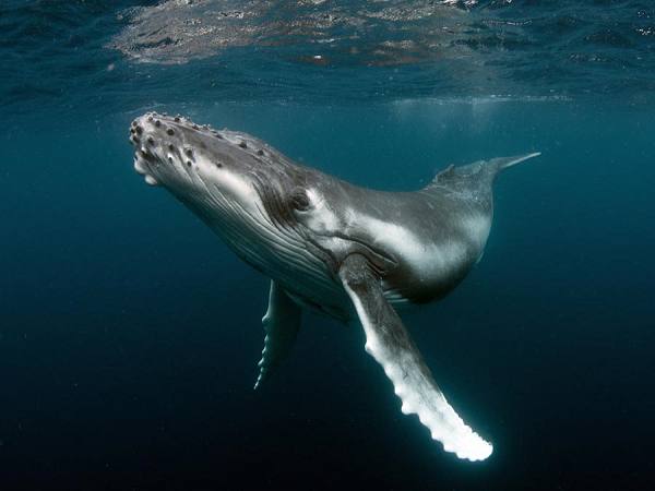 Mơ thấy cá voi là điềm báo lành hay dữ?