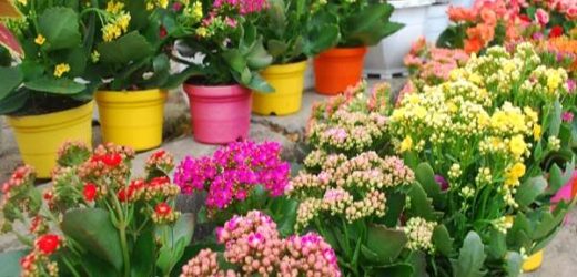 kinh nghiệm bán hoa tết